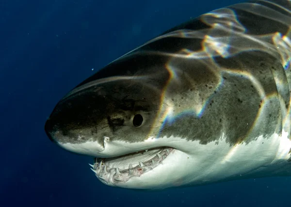 Gran tiburón blanco listo para atacar —  Fotos de Stock