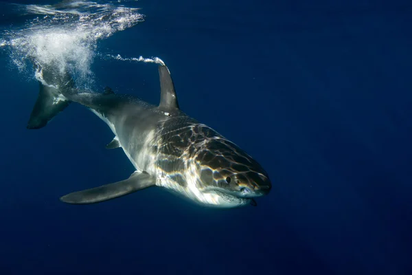 Grote witte haai klaar om te vallen — Stockfoto