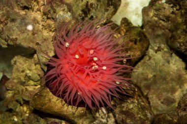 Zool deniz anemone Actinia equina