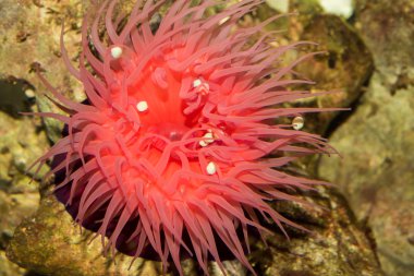 Zool deniz anemone Actinia equina