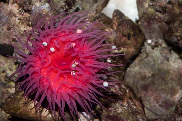 Zool sea anemone Actinia equina — Stock Photo, Image