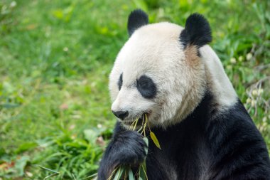 Bambu yerken dev panda
