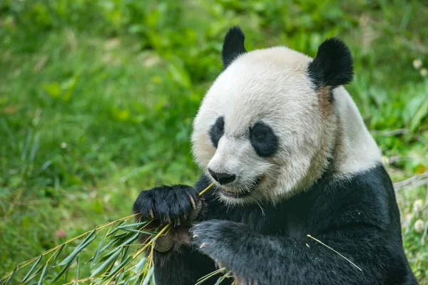Гигантская панда во время еды бамбука — стоковое фото