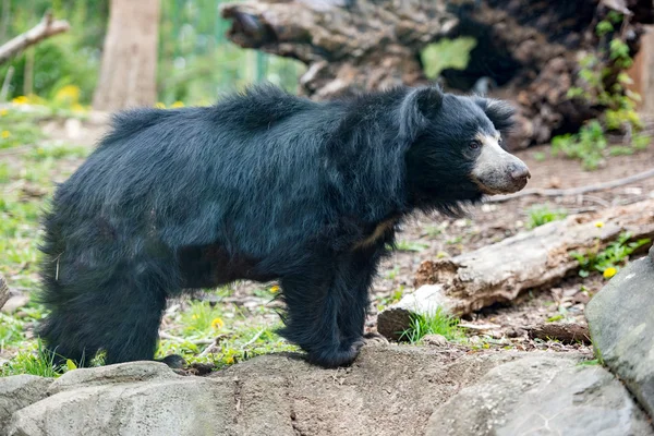 Faultier schwarzen asiatischen Bären — Stockfoto