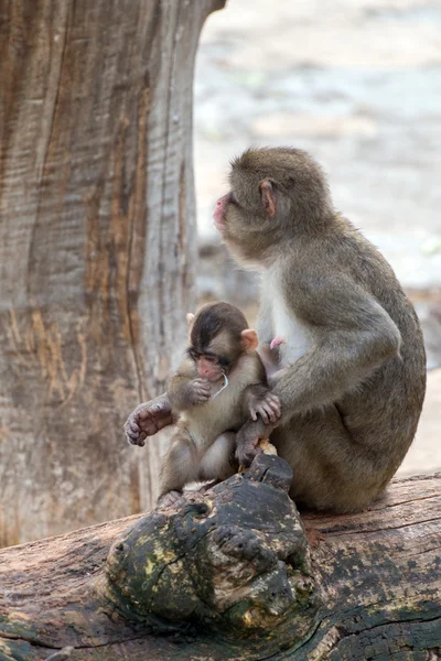 Japanese macaque monkey portrait — Stock Photo, Image