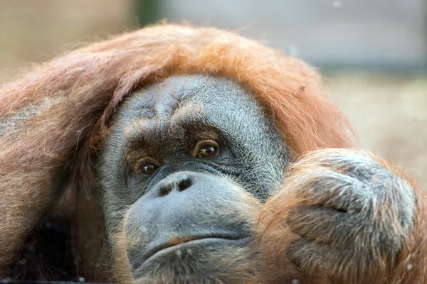 Orangutan monkey close up portrait — Stock Photo, Image