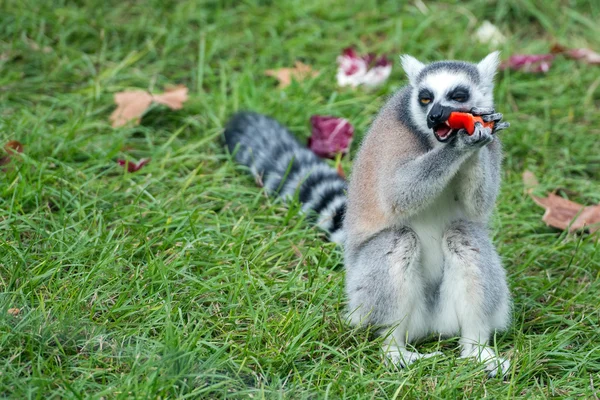 Lemur apa medan du tittar på du — Stockfoto