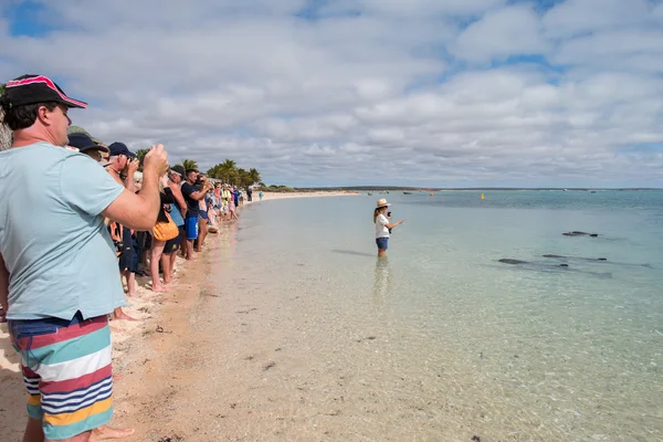 MONKEY MIA, AUSTRALIA - AUGUST, 28, 2015- dolphins near the shore get in touch with humans