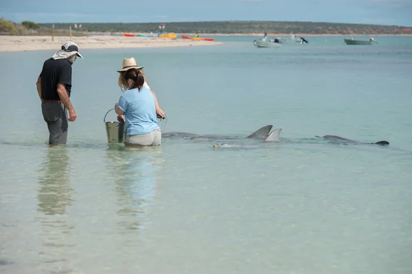 MONKEY MIA, AUSTRALIE - 28 AOÛT 2015- Les dauphins près du rivage entrent en contact avec les humains — Photo