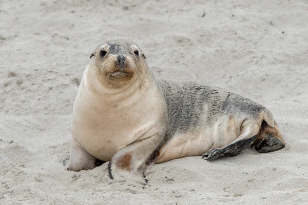 Neonato leone marino australiano su sfondo spiaggia sabbiosa — Foto Stock