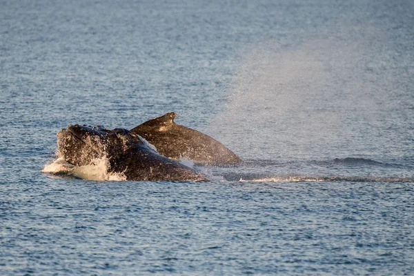 座头鲸在澳大利亚游泳 — 图库照片