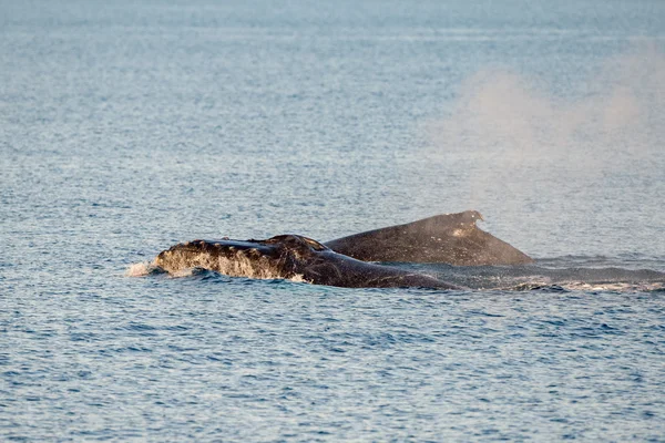 オーストラリアで泳ぐザトウクジラ — ストック写真