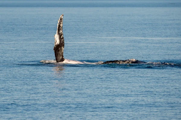 座头鲸在澳大利亚游泳 — 图库照片