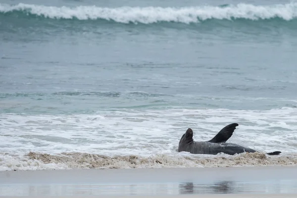 Newborn australian sea lion on sandy beach background — Stock Photo, Image