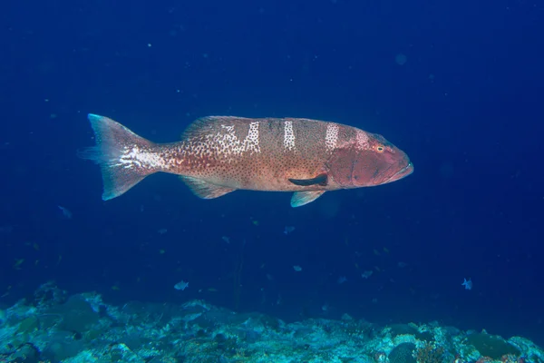 孤立在海洋的多彩石斑鱼 — 图库照片