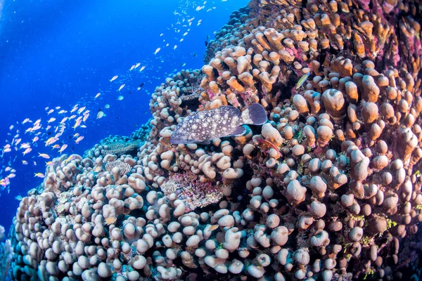 Maldivas casa de corales para peces —  Fotos de Stock
