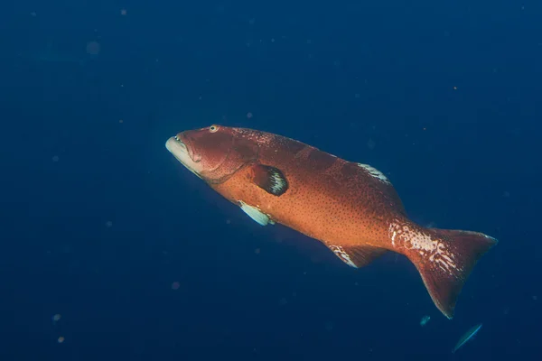 Grouper kolorowy na białym tle nad oceanem — Zdjęcie stockowe