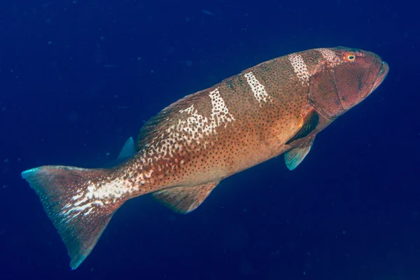 孤立在海洋的多彩石斑鱼 — 图库照片