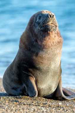 Sahilde erkek deniz aslanı mühür portre