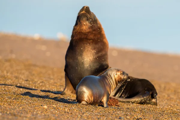 Manliga sjölejon seal stående på stranden — Stockfoto