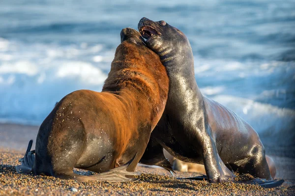 Leão marinho na praia na Patagônia — Fotografia de Stock