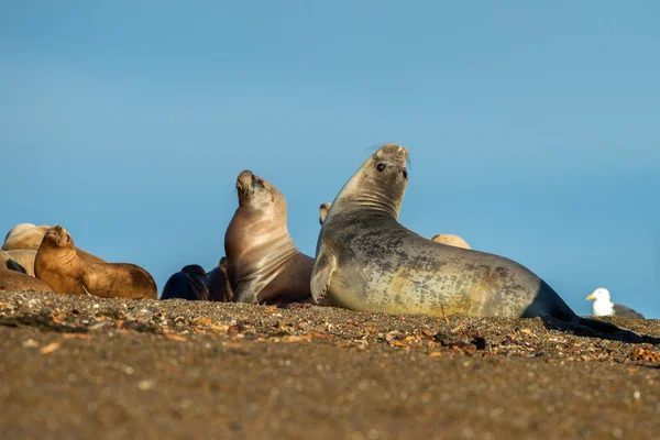 Тюлень на пляже в Патагонии — стоковое фото