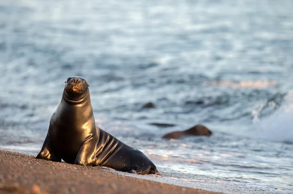 Male sea lion seal portrait on the beach — Stock Photo, Image