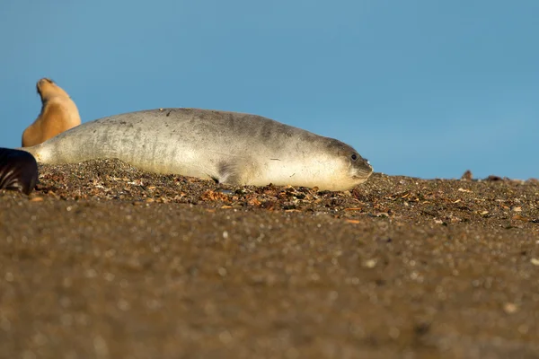 Sjöelefant på stranden i Patagonien — Stockfoto