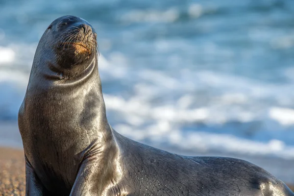Retrato de foca de leão marinho macho na praia — Fotografia de Stock