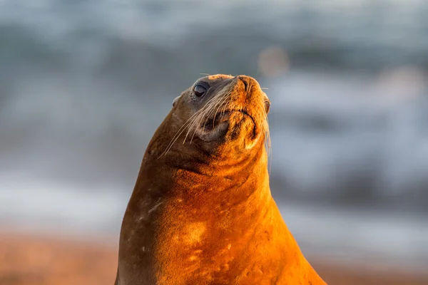 Lion de mer sur la plage en Patagonie — Photo