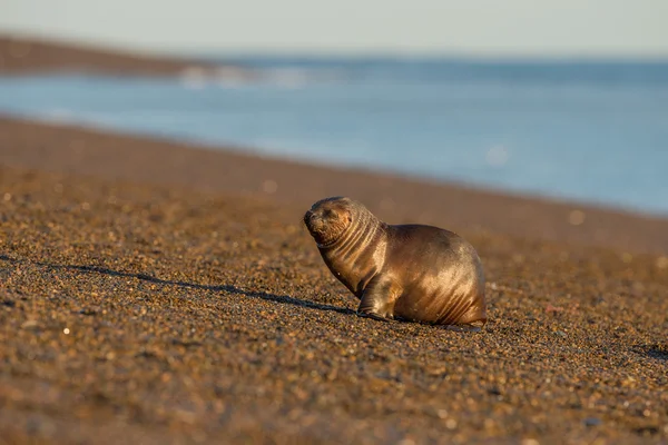 Baby Pasgeboren zeeleeuw op het strand in Patagonië — Stockfoto