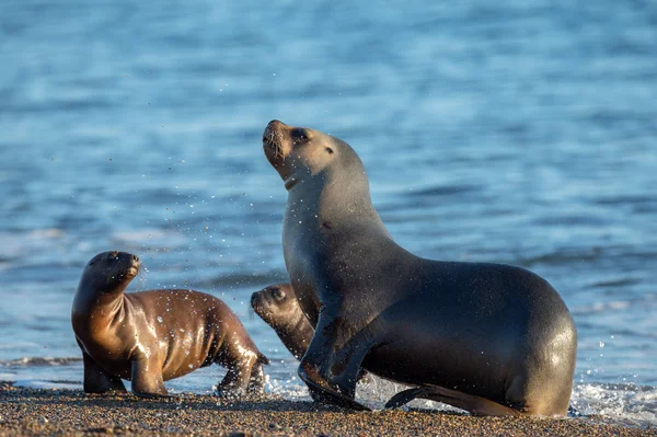 Famille des otaries sur la plage en Patagonie — Photo