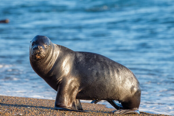 sea lion on the beach in Patagonia