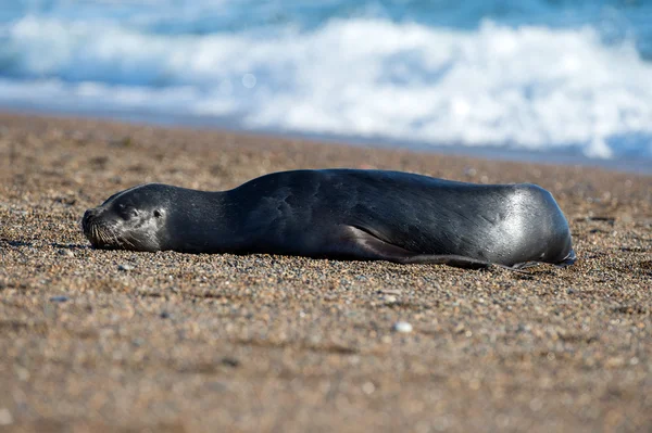 Sjölejon på stranden i Patagonien — Stockfoto