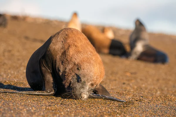 Männliches Seelöwenrobben-Porträt am Strand — Stockfoto