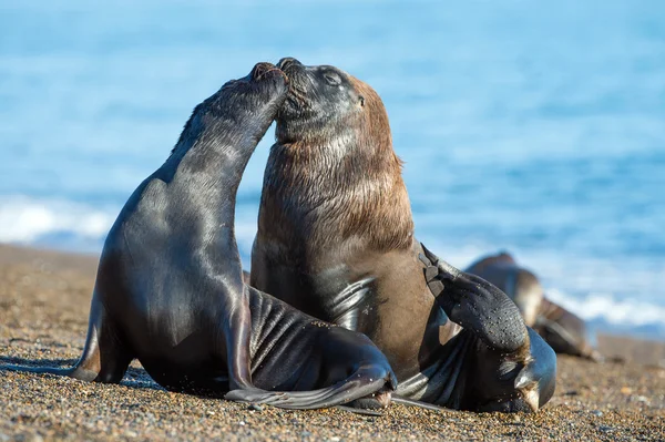 Seelöwe am Strand in Patagonien — Stockfoto