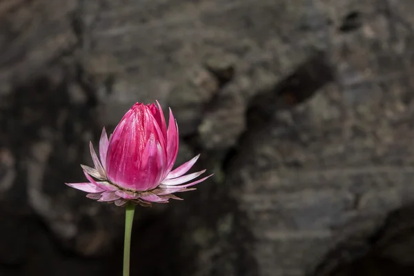 pink flower on rocks background