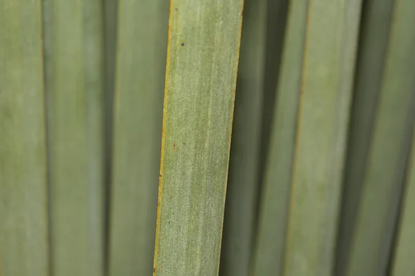 Detalle hoja verde agave de cerca —  Fotos de Stock