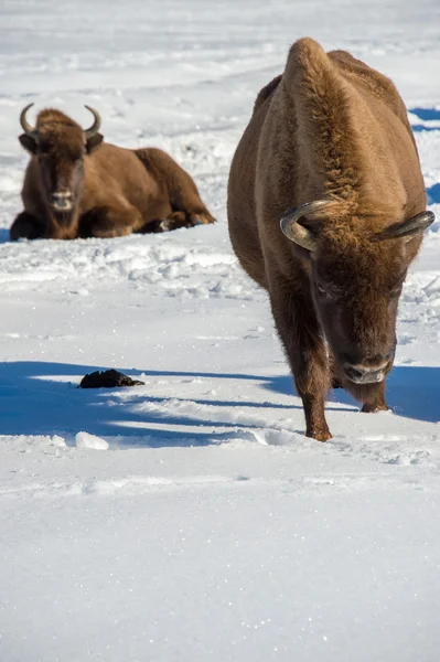 Европейский бизон на снежном фоне — стоковое фото