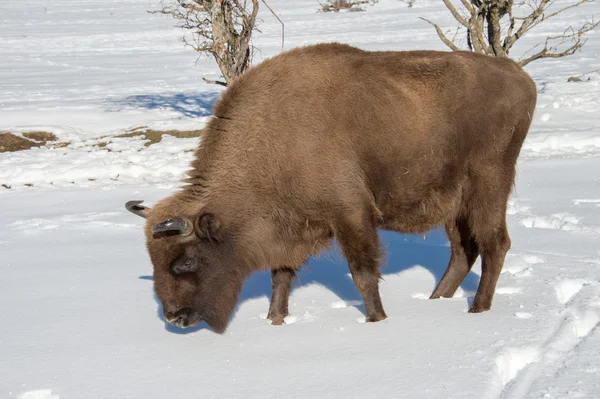 Bisonte europeo sobre fondo de nieve — Foto de Stock
