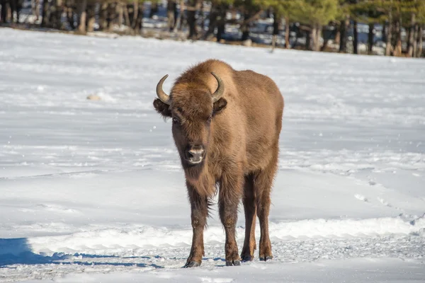 Bisonte europeo sobre fondo de nieve — Foto de Stock