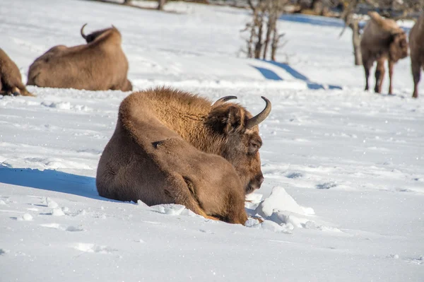 Kar arka plan üzerinde Avrupa bizonu — Stok fotoğraf