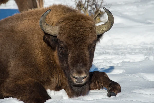 Bisonte europeo sobre fondo de nieve —  Fotos de Stock