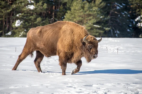Europeisk bison på snö bakgrund — Stockfoto