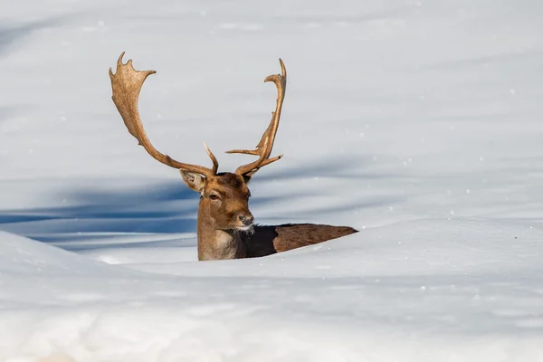 Dovhjort i snön — Stockfoto