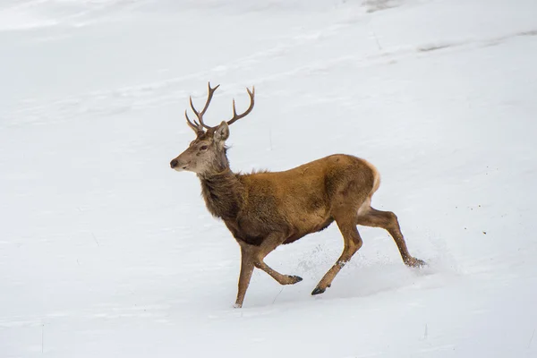 Ritratto maschile di cervo mentre corre sulla neve — Foto Stock