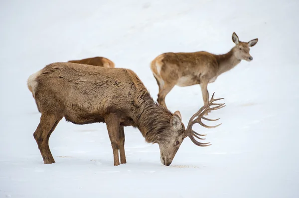 Male deer portrait while looking at you — Stock Photo, Image