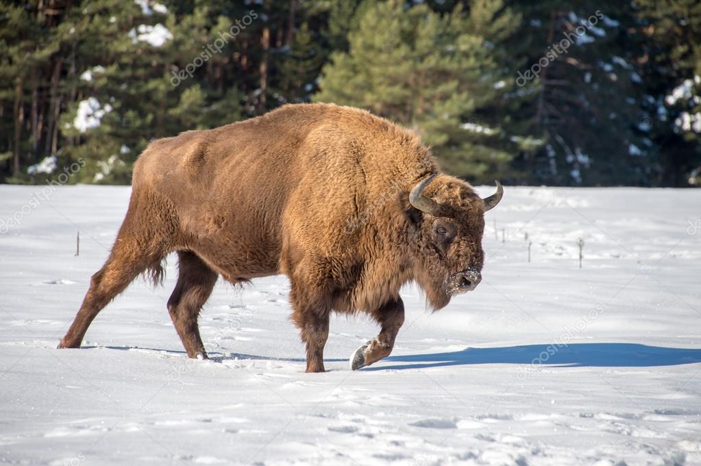 european bison on snow background
