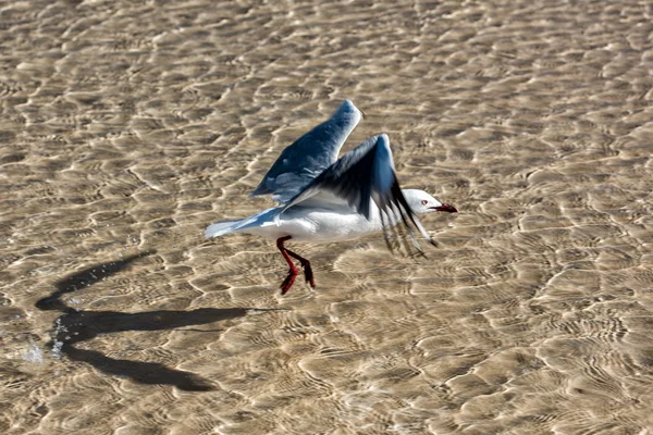 Чайка ловить рибу на кристалічній воді — стокове фото