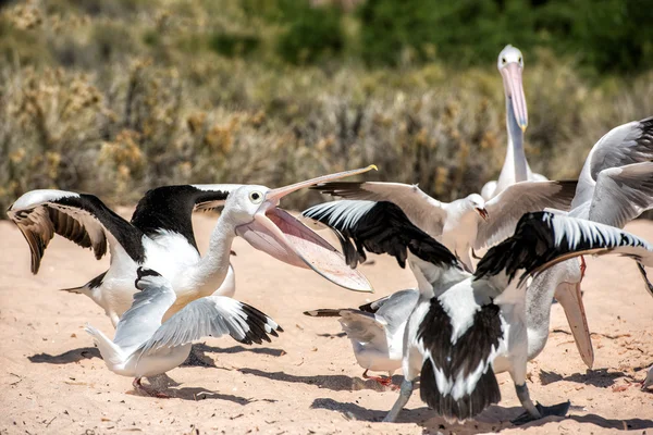 Pelican while fighting for food — Stock Photo, Image